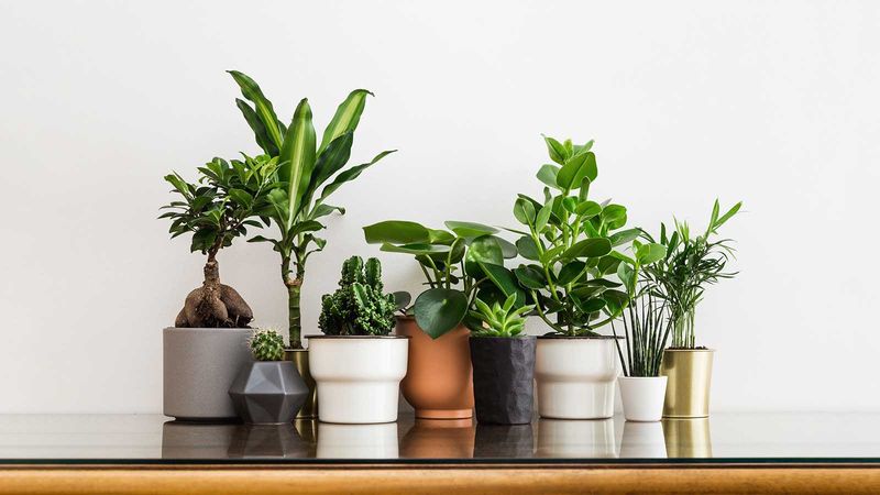 Best Indoor Hanging Plants For Home Low Light Spider Plant Zee Zest - Indoor Plants For Home Decoration