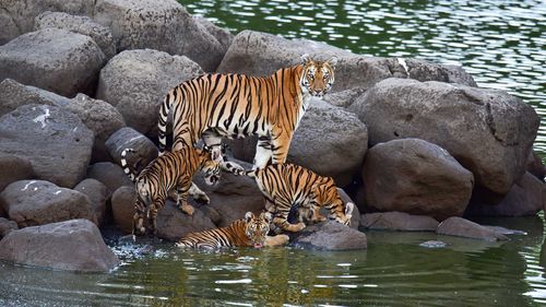 10 Lesser-Known Wildlife Reserves In India For Nature Lovers 