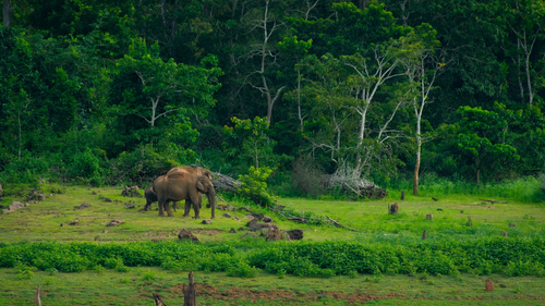 Sanctuaries, Ruins And Great Food: Here’s A List Of 10 Things To Do In Karnataka