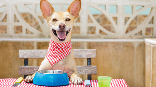 It's Snack-O-Clock: Foods Your Pets Will Love