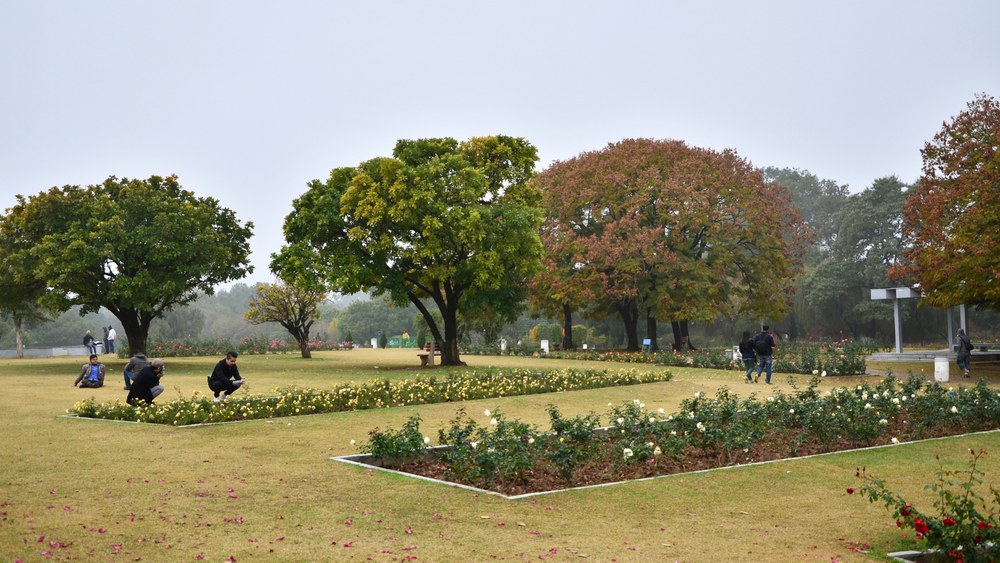 All You Need To Know About The Rose Garden In Chandigarh