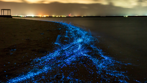 Shining Nature: Check Out These Glowing Beaches In India
