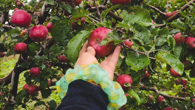 Himachal’s Youth Is Using Instagram To Sell Apples. Here’s How