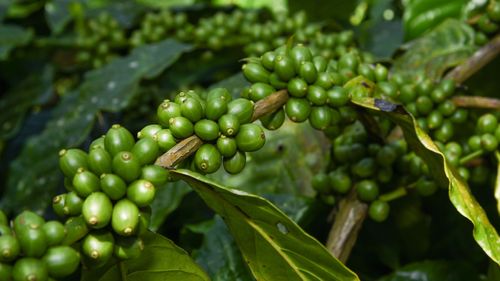 5 Coffee Plantations In Coorg That Will Soothe Your Soul