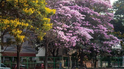 Bengaluru Blushes Pink With Beautiful Cherry Blossoms!