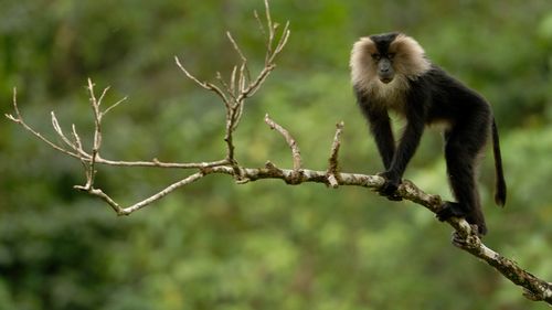 Connect With Wildlife At Nature InFocus Festival In Bengaluru 