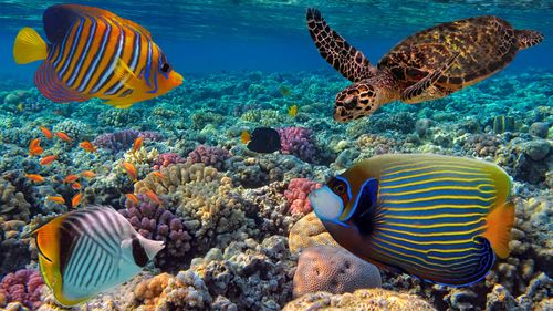 World Oceans Day: Marine Conservation Initiatives Around The World