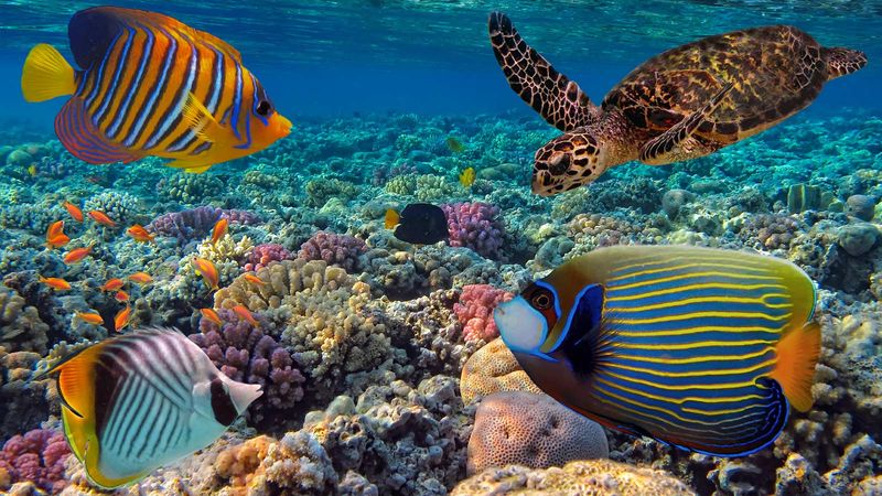 7 Marine Conservation Initiatives That You Can Participate In
