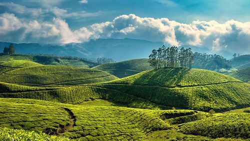 A Weekend Getaway To Munnar, God’s Own (Tea) Country!
