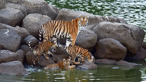 List of National Parks To Visit In India For The Wildlife Enthusiast In You
