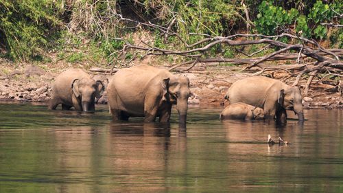 Your Complete Guide To Nagarhole National Park, India’s Best-Kept Nature Reserve