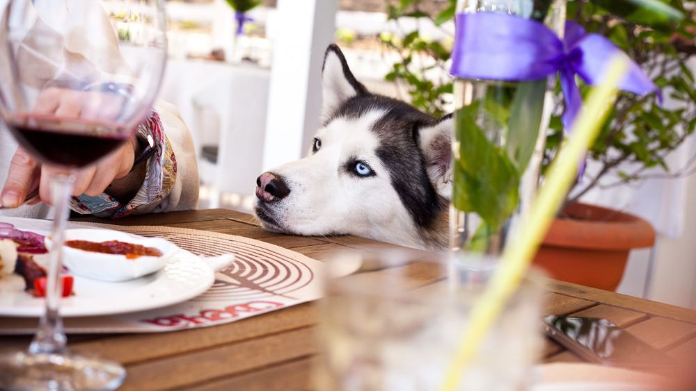 6-pet-friendly-restaurants-cafes-in-mumbai