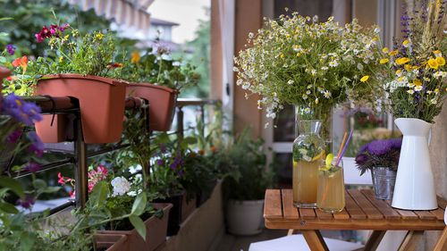 Best Balcony Plants For Indian Homes You Should Know About