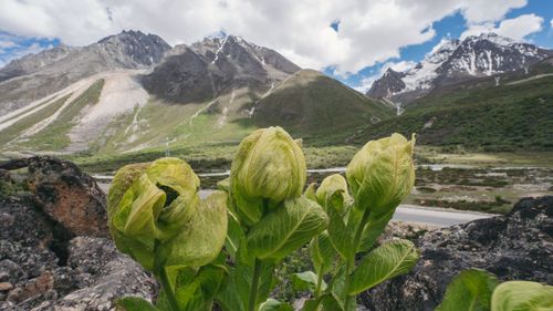 This Is The Best Time To See Uttarakhand’s State Flower, Brahma Kamal