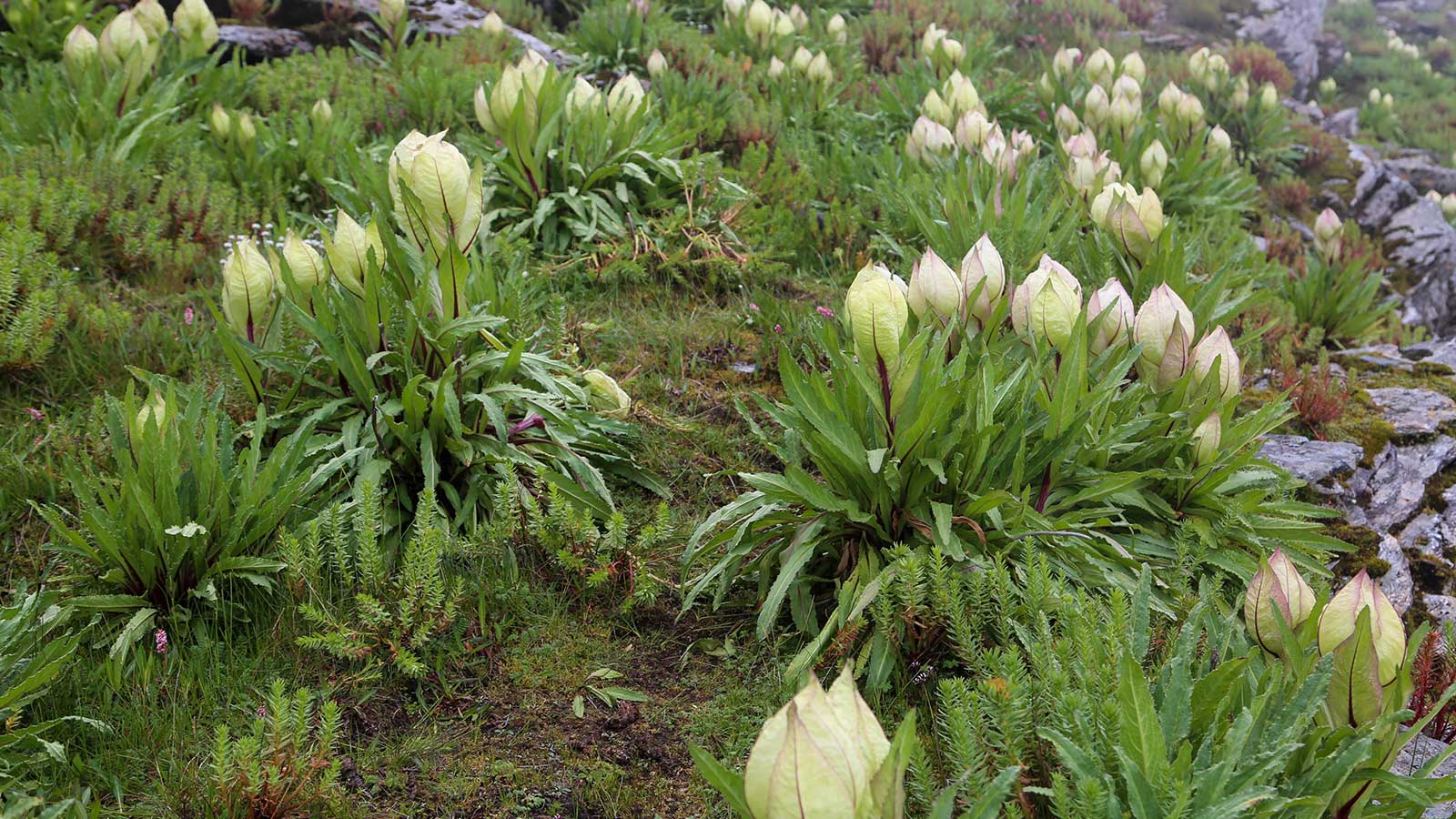 ब्रह्म कमल: उत्तराखंड का राष्ट्रीय फूल | ज़ीज़ेस्ट