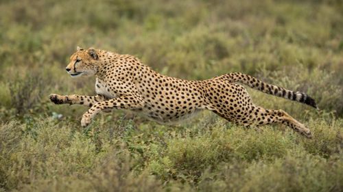 Cheetah Relocation: From Extinction To Re-introduction