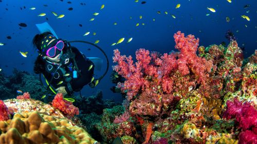 Coral Reef Locations In India You Must Explore