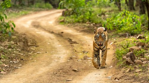 Explore The Wonders Of Wild With These Top Wildlife Sanctuaries In India