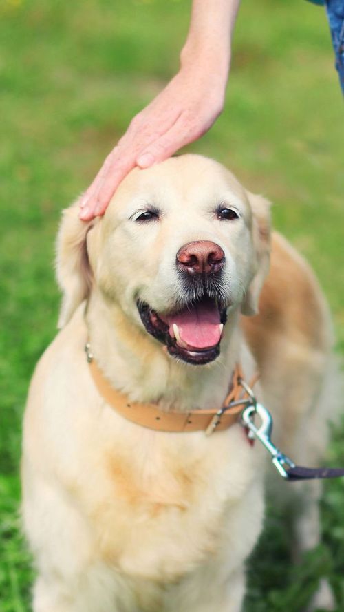  Sniffing Out The Best! Dog Trainers Every Mumbai Pet Parent Needs