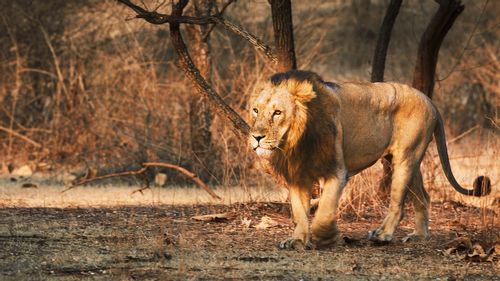 7 Reasons To Set Off On A Wildlife Safari in Gir 