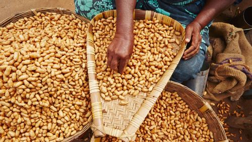 Going Nuts Over Groundnuts: Bengaluru’s Kadlekai Parishe