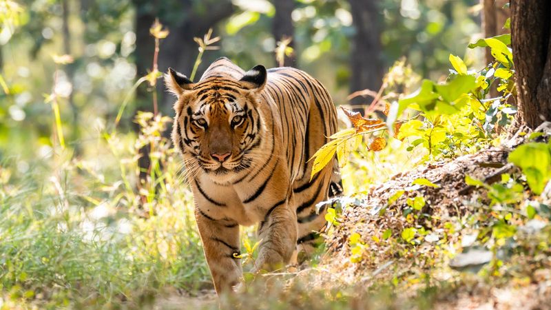 Jungle Book: How To Safari Like A Pro In Pench National Park