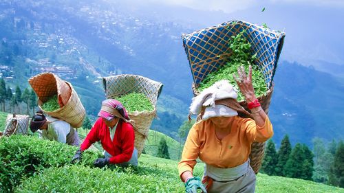 How To Tell About Tea On A Trail 