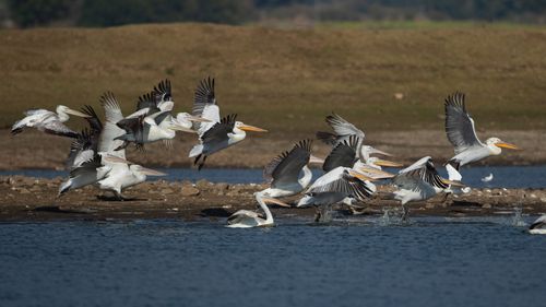 Why You Must Safari In Rajasthan’s Sariska Tiger Reserve 