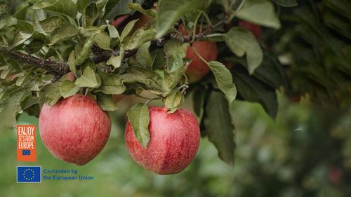 French Apples To Give You That Juicy Crunchy Experience