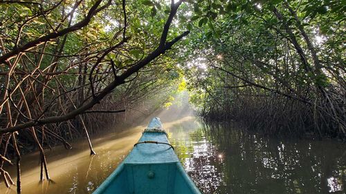 Mangrove Musings: Discover The Hidden Treasures Of Saligrama Near Udupi