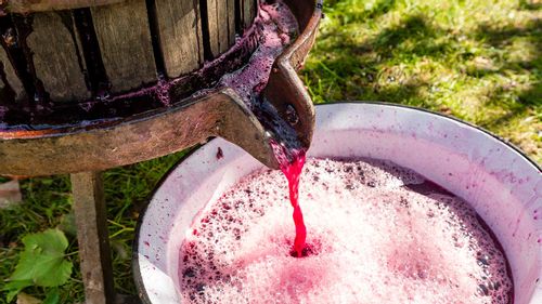 Take A Sip Of India’s Age-Old Winemaking Tradition That Continues Till Today