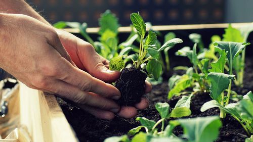 Why Home Gardening Is A Trending Hobby And How You Can Take It Up Today