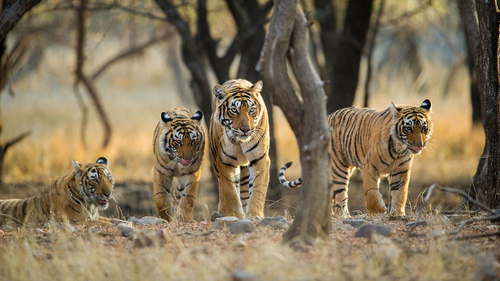 Endangered tiger cubs enjoy water fight during lockdown