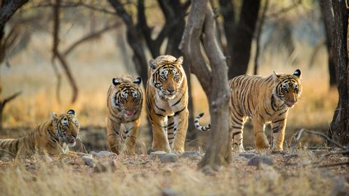 5 National Parks And Reserves To Spot India’s Big, Bold And Beautiful Tigers