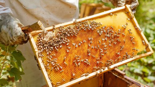 Honey And Beekeeping In India From Ancient Times To Today