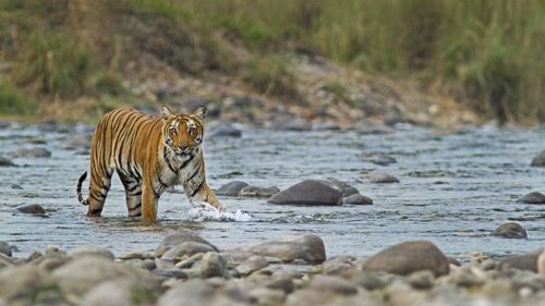 A Rendezvous With Wildlife At Jim Corbett National Park 