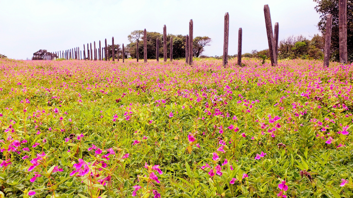 THE BEST TIME TO VISIT KAAS PLATEAU 'THE VALLEY OF FLOWERS' IS NOW AND  HERE'S WHY - TPM