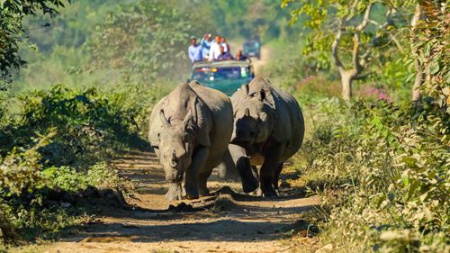 Kaziranga National Park Reopens On October 1, Here's What To Know