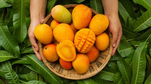 Have You Tried Goa’s Favourite Mango? The Mancurad!
