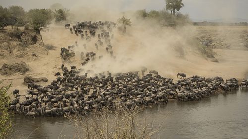 Masai Mara—The Raw And Real End Of The Wild