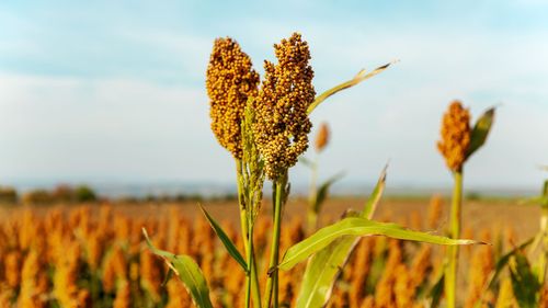 Exploring The World Of Millets: A Beginner's Guide To These Nutrient-Rich Grains