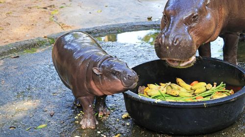 Meet Moo Deng: Internet’s Favourite Sassy Baby Pygmy Hippo