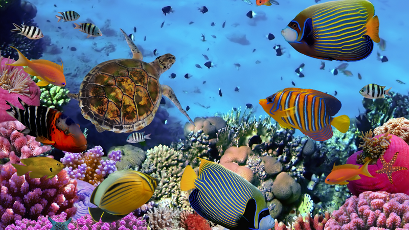 World Ocean Day: 8 Simple Ways To Celebrate And Protect Our Oceans