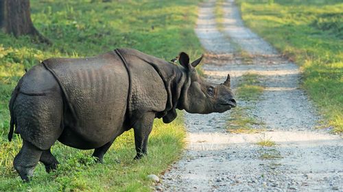 Trailing The One-Horned Rhino In Kaziranga