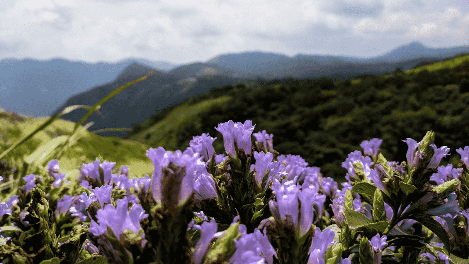 KURINJI FLOWERS IN MUNNAR Stock Photo - Alamy