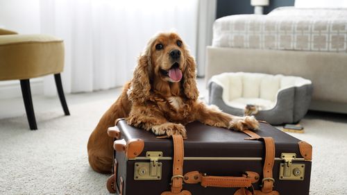 7 Pet-Friendly Staycations In And Around Mumbai