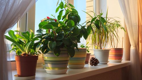 10 Indoor Plants That Are Perfect for Your Bedroom Space