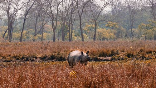 In The Midst Of Nature: Things To Do In Pobitora Wildlife Sanctuary