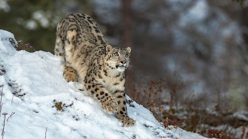 So Fascinating: Did You Know About These Rare Animals Found In India? 