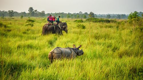 6 National Parks To Spot The Endangered Rhinos In India